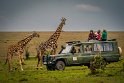 058 Masai Mara, giraffen